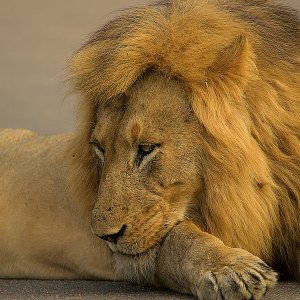 Löwe Kruger National Park